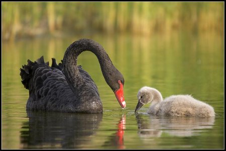 Фотограф Naturephoto Monique