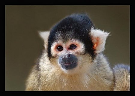 Фотограф Naturephoto Monique