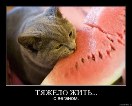 Демотиваторы (26 фото)