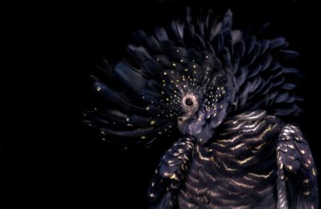 Фотографии животных от Natalie Manuel