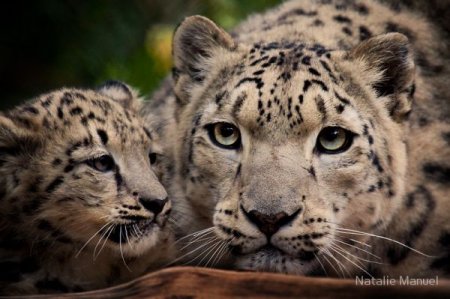 Фотографии животных от Natalie Manuel
