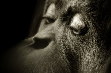 Фотографии животных от Natalie Manuel