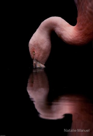 Фотографии животных от Natalie Manuel