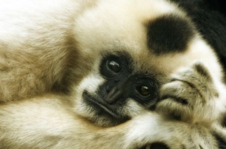 Фотографии животных от Natalie Manuel