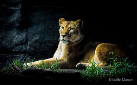 Фотографии животных от Natalie Manuel