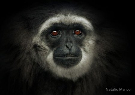 Фотографии животных от Natalie Manuel