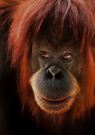 Фотографии животных от Natalie Manuel