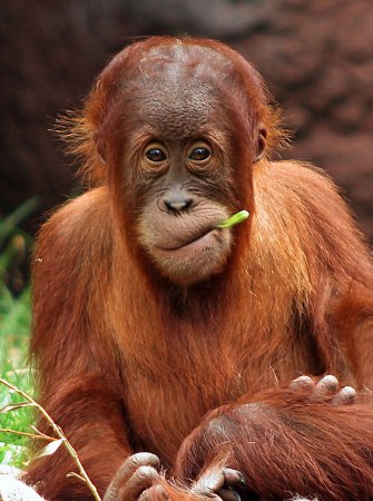 Фотографии животных от Natalie Manuel