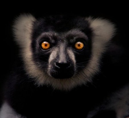 Фотографии животных от Natalie Manuel