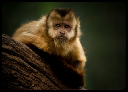 Фотографии животных от Natalie Manuel