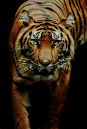 Фотографии животных от Natalie Manuel