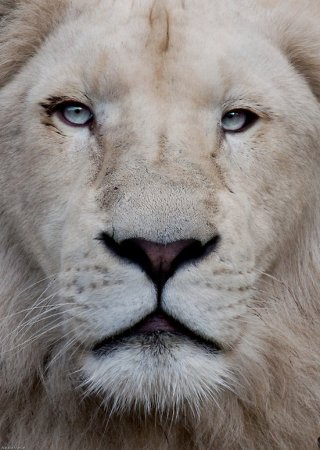 Фотографии животных от Natalie Manuel