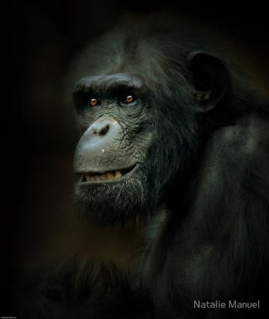 Фотографии животных от Natalie Manuel