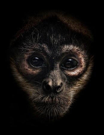 Фотографии животных от Natalie Manuel