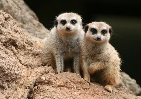 Фотографии животных от Natalie Manuel