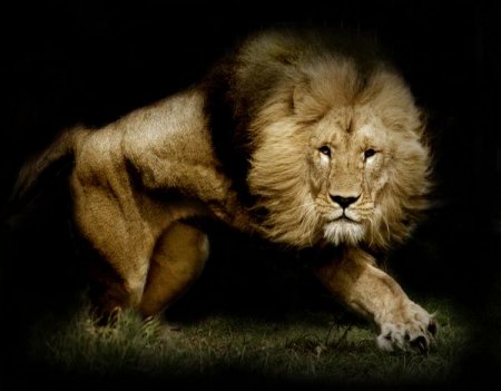 Фотографии животных от Natalie Manuel