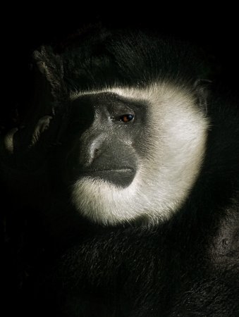 Фотографии животных от Natalie Manuel