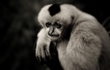 Фотографии животных от Natalie Manuel