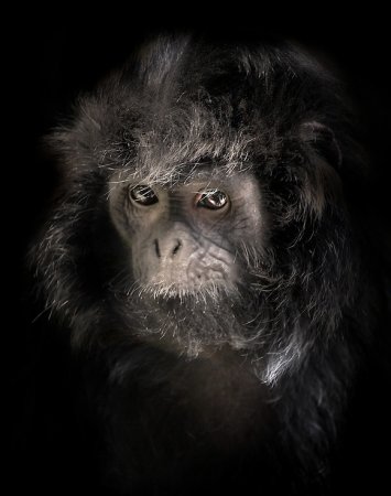 Фотографии животных от Natalie Manuel