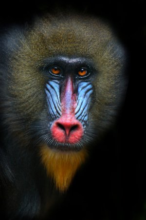 Фотографии животных от Natalie Manuel