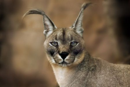 Фотографии животных от Natalie Manuel