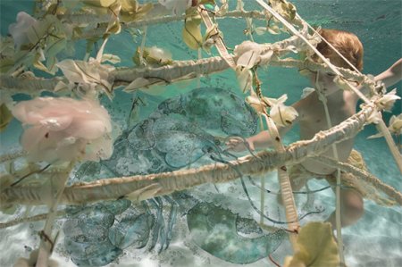 Художества от Zena Holloway`a