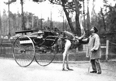 Транспортные животные (10 фото)