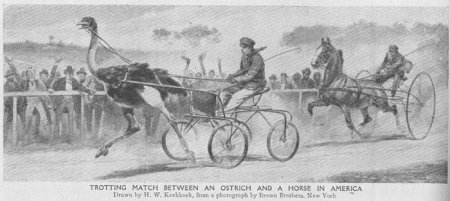 Транспортные животные (10 фото)