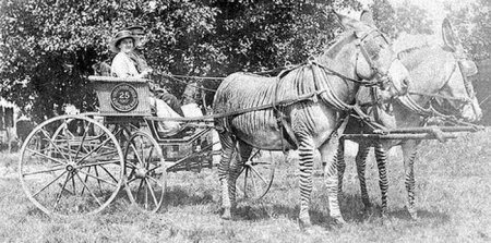 Транспортные животные (10 фото)