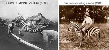 Транспортные животные (10 фото)