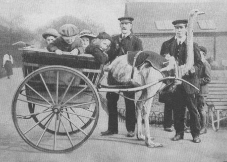 Транспортные животные (10 фото)