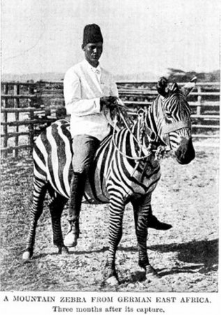 Транспортные животные (10 фото)