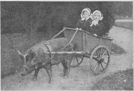 Транспортные животные (10 фото)