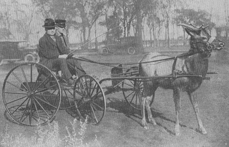 Транспортные животные (10 фото)