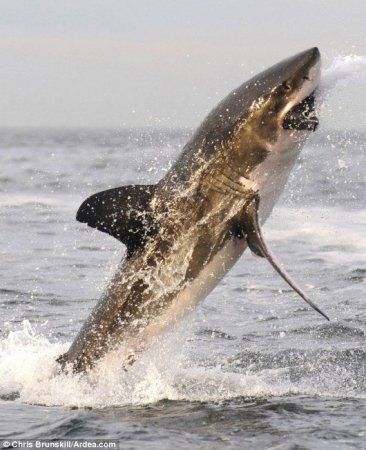 Полет белой акулы (3 фото)