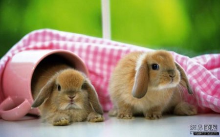 Зайчики (21 фото)