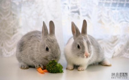 Зайчики (21 фото)