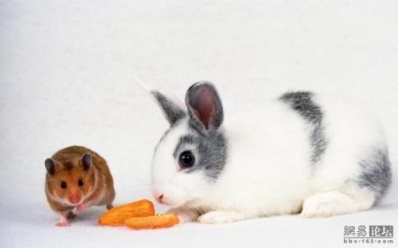 Зайчики (21 фото)