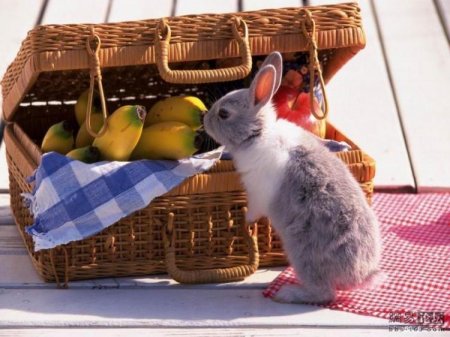 Зайчики (21 фото)