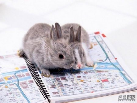 Зайчики (21 фото)