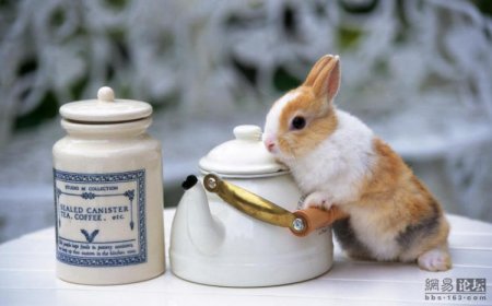 Зайчики (21 фото)