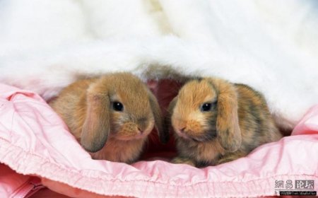 Зайчики (21 фото)