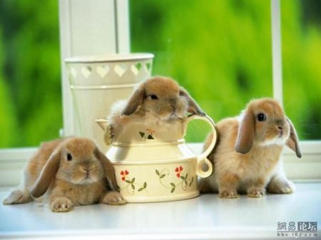 Зайчики (21 фото)