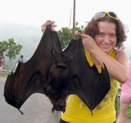 Летающая собака (8 фото)