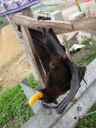 Летающая собака (8 фото)