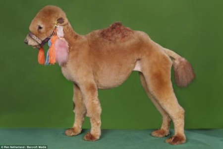 Судьба пуделя (10 фото)