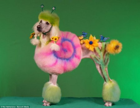 Судьба пуделя (10 фото)