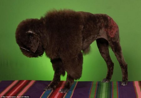 Судьба пуделя (10 фото)