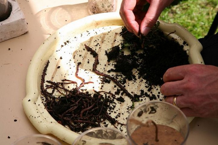 Самые необычные соревнования, которые проводятся в мире