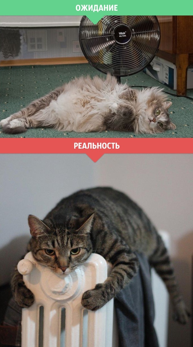 Зимнее ожидание и реальность